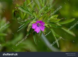 Attēlu rezultāti vaicājumam “Geranium dissectum flower”