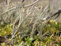 Attēlu rezultāti vaicājumam “Cladonia stygia”