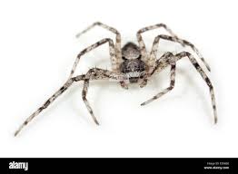 Attēlu rezultāti vaicājumam “Philodromidae”