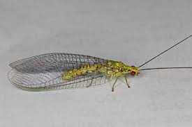 Attēlu rezultāti vaicājumam “Chrysopidae”