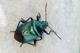 Attēlu rezultāti vaicājumam “Zicrona caerulea nymph”