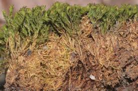 Attēlu rezultāti vaicājumam “Gymnostomum aeruginosum”