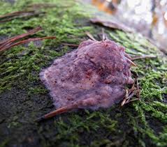 Attēlu rezultāti vaicājumam “Leptoporus mollis”