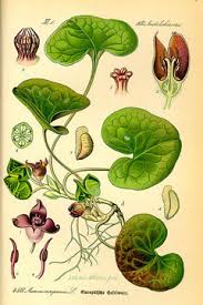 Attēlu rezultāti vaicājumam “Asarum europaeum flower”