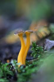 Attēlu rezultāti vaicājumam “Cantharellus lutescens”