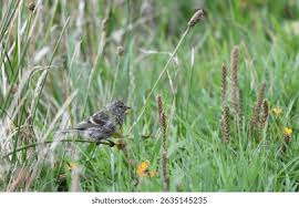 Attēlu rezultāti vaicājumam “Carduelis flammea male”
