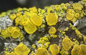 Attēlu rezultāti vaicājumam “Ascomycota”