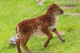Attēlu rezultāti vaicājumam “Ovis aries juvenile”