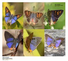 Attēlu rezultāti vaicājumam “Theclinae”