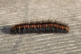 Attēlu rezultāti vaicājumam “Macrothylacia rubi larva”