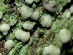 Attēlu rezultāti vaicājumam “Micarea sp.”