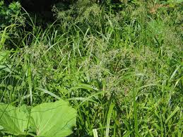 Attēlu rezultāti vaicājumam “Scirpus sylvaticus”