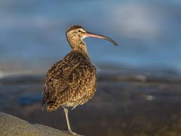 Attēlu rezultāti vaicājumam “Numenius phaeopus”