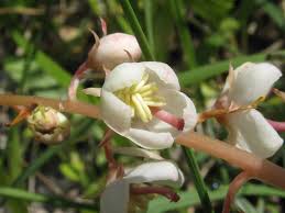 Attēlu rezultāti vaicājumam “Pyrola rotundifolia”