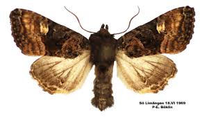 Attēlu rezultāti vaicājumam “Euplexia lucipara”