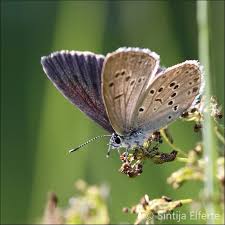 Attēlu rezultāti vaicājumam “Maculinea alcon female”