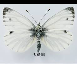 Attēlu rezultāti vaicājumam “Pieris napi male”