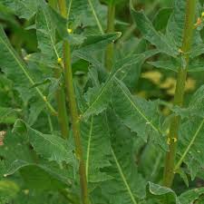 Attēlu rezultāti vaicājumam “Bunias orientalis”