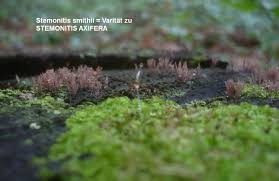 Attēlu rezultāti vaicājumam “Stemonitis axifera var. smithii”