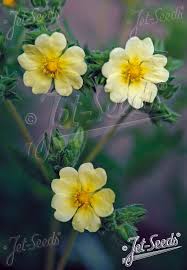 Image result for Potentilla recta