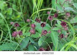 Attēlu rezultāti vaicājumam “Comarum palustre leaf”