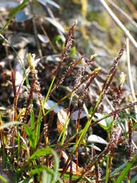 Attēlu rezultāti vaicājumam “Carex digitata fruit”