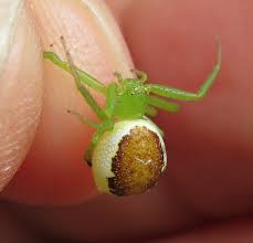 Attēlu rezultāti vaicājumam “Diaea dorsata female”