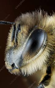 Attēlu rezultāti vaicājumam “Apis mellifera”