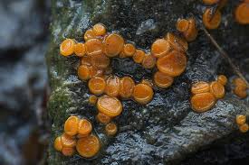 Attēlu rezultāti vaicājumam “Miladina lecithina”