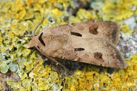 Attēlu rezultāti vaicājumam “Agrotis exclamationis”