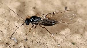 Attēlu rezultāti vaicājumam “Cynipidae”