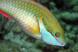 Image result for Sparisoma aurofrenatum