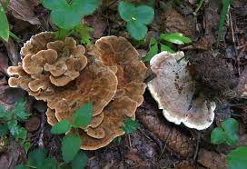 Attēlu rezultāti vaicājumam “Anomoporia bombycina”