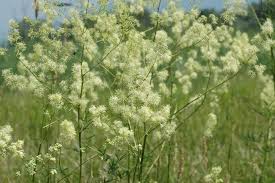 Attēlu rezultāti vaicājumam “Thalictrum lucidum”