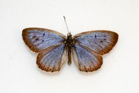 Attēlu rezultāti vaicājumam “Maculinea teleius underside”