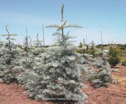 Attēlu rezultāti vaicājumam “Abies concolor”