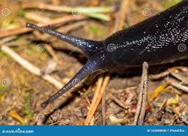 Attēlu rezultāti vaicājumam “Limax cinereoniger”