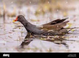 Attēlu rezultāti vaicājumam “Gallinula chloropus”