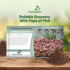 Attēlu rezultāti vaicājumam “Juncus capitatus fruit”