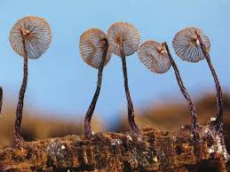 Attēlu rezultāti vaicājumam “Craterium leucocephalum stalked”