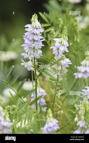 Attēlu rezultāti vaicājumam “Galega orientalis bud”