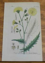 Attēlu rezultāti vaicājumam “Crepis paludosa flower”