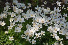 Attēlu rezultāti vaicājumam “Anemone sylvestris leaf”