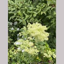 Attēlu rezultāti vaicājumam “Thalictrum lucidum flower”