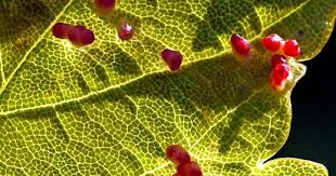 Attēlu rezultāti vaicājumam “Eriophyes laevis”