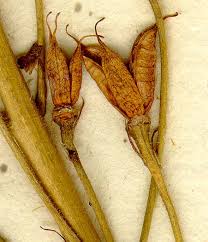 Attēlu rezultāti vaicājumam “Delphinium elatum  fruit”