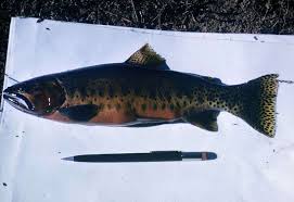 Image result for Oncorhynchus clarkii