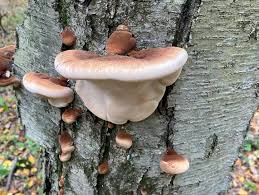 Attēlu rezultāti vaicājumam “Polypores”