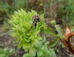 Attēlu rezultāti vaicājumam “Thalictrum aquilegifolium bud”