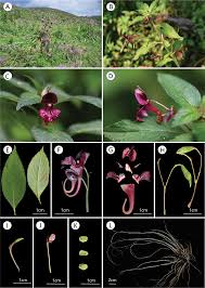 Attēlu rezultāti vaicājumam “Impatiens glandulifera fruit”